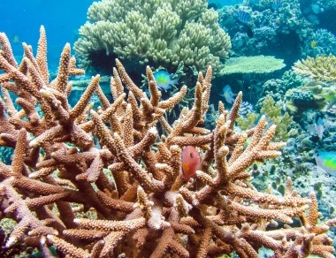 Mostra sui corallari a Santa Teresa Gallura