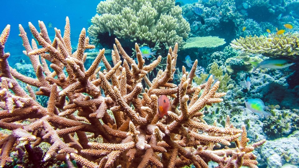 Mostra sui corallari a Santa Teresa Gallura